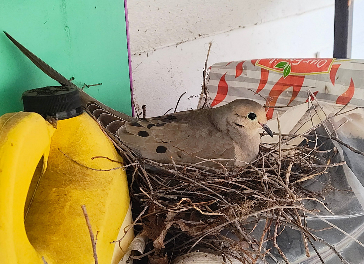 Morning Dove Nest