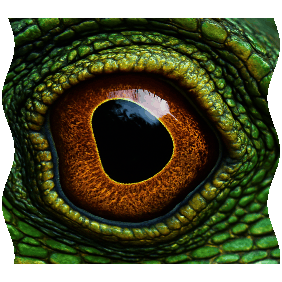 Lizard eye